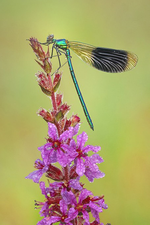 Gebänderte Prachtlibelle (Calopteryx splendens)